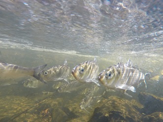 Alewife