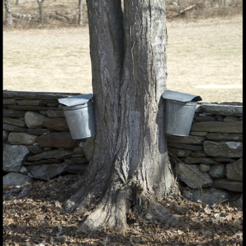 maple syrup buckets