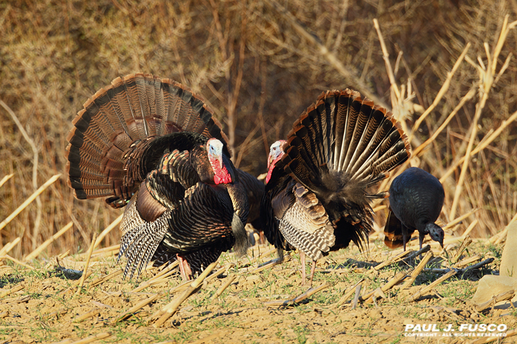 Spring Wild Turkey