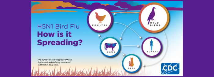 H5N1 Transmission